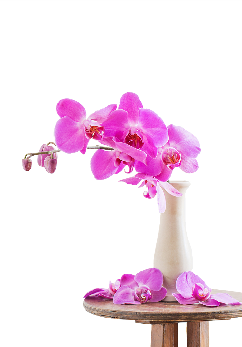 Orchids
